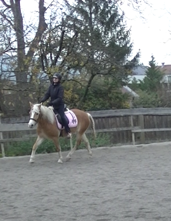 Eine Kundin fragte mich um Hilfe mit ihrem jungen Pferd Melina