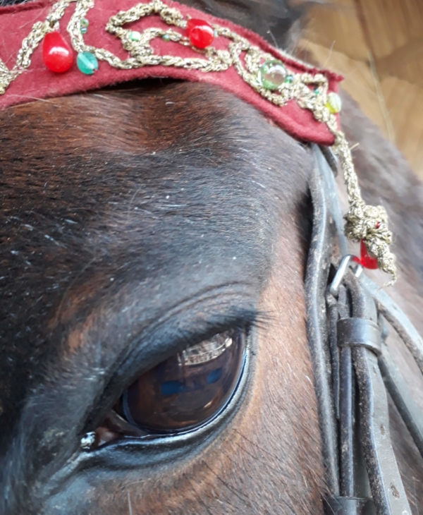 Eine ganz gewöhnliche Reitstunde